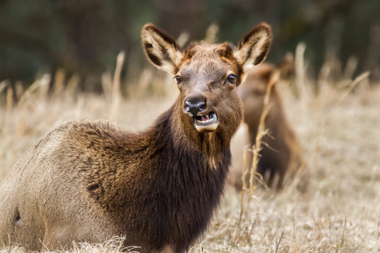 I know, I know, this is an Elk