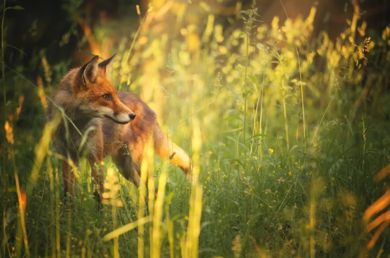 Remembering the Fox