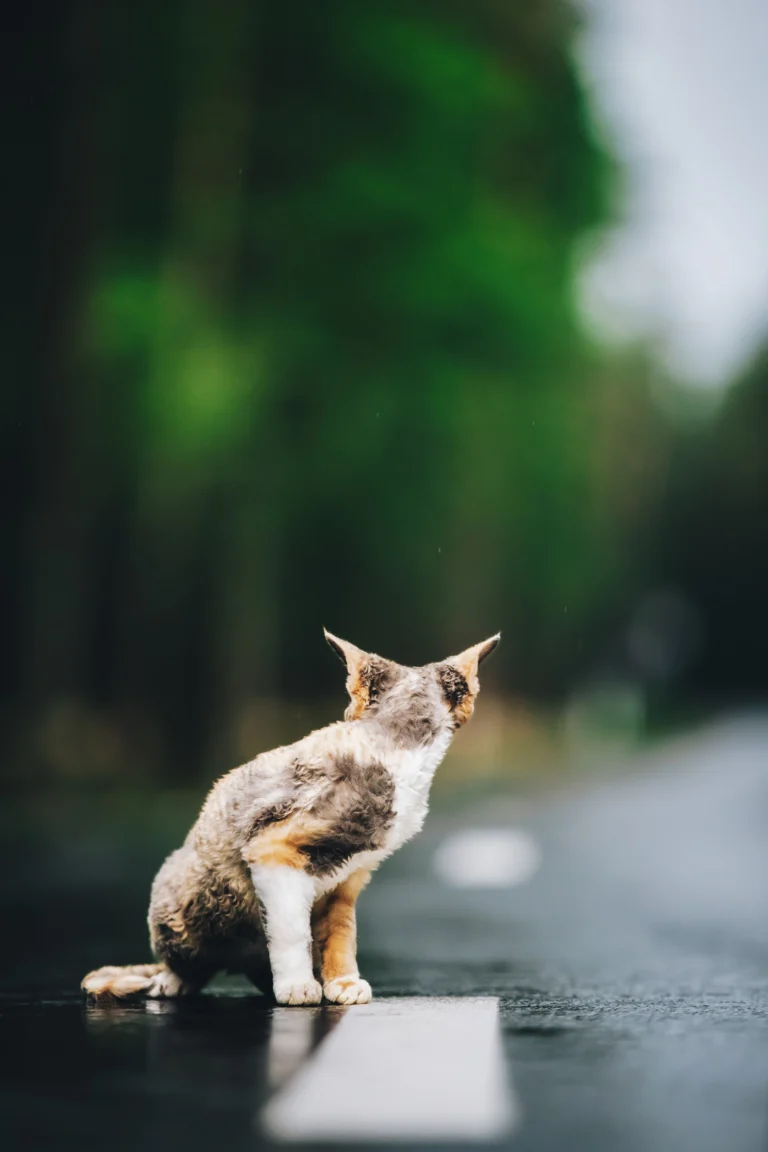 Here Kitty Kitty
